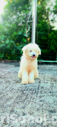 6-Month-Old Lhasa Dog – Friendly, Playful & Potty Trained